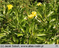 Oenothera macrocarpa (wiesiołek ozdobny)