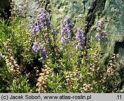 Salvia jurisicii