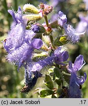 Salvia jurisicii