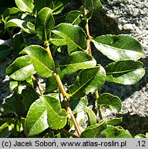 Salix arbuscula (wierzba skandynawska)