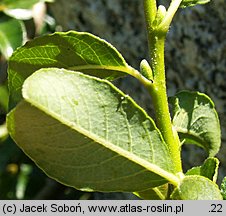 Salix arbuscula (wierzba skandynawska)