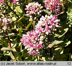 Hylotelephium cauticola (rozchodnik naskalny)