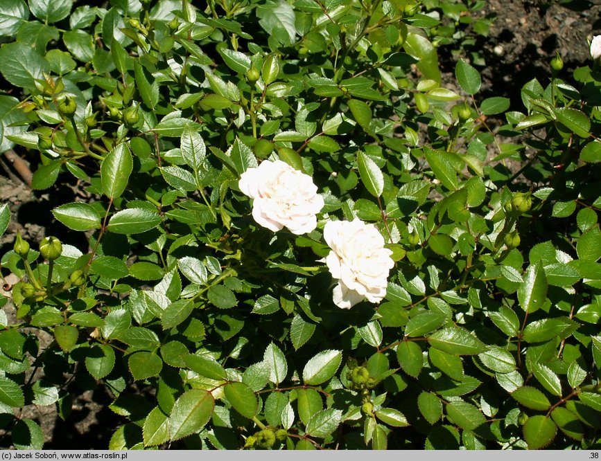 Rosa hort. Św. Tereska
