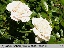 Rosa hort. Św. Tereska