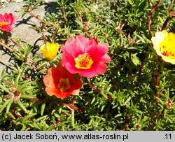 Portulaca grandiflora (portulaka wielkokwiatowa)