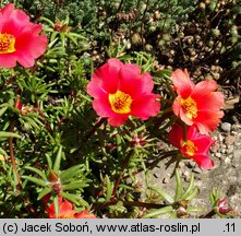 Portulaca grandiflora (portulaka wielkokwiatowa)