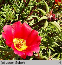 Portulaca grandiflora (portulaka wielkokwiatowa)