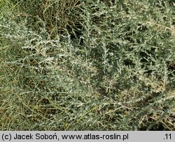 Artemisia frigida