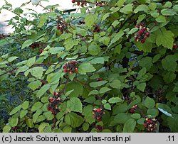 Rubus phoenicolasius (jeżyna rdzawa)