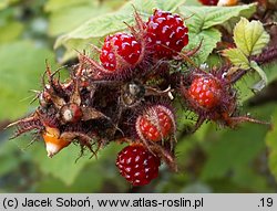 Rubus phoenicolasius (jeżyna rdzawa)