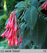 Fuchsia Koralle