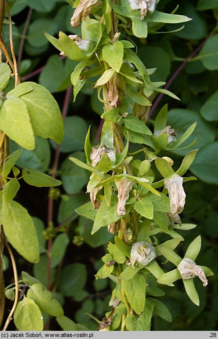 Codonopsis viridiflora