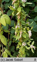 Codonopsis viridiflora