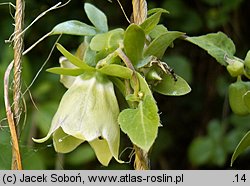 Codonopsis viridiflora