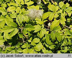 Clematis alpina ssp. sibirica (powojnik syberyjski)