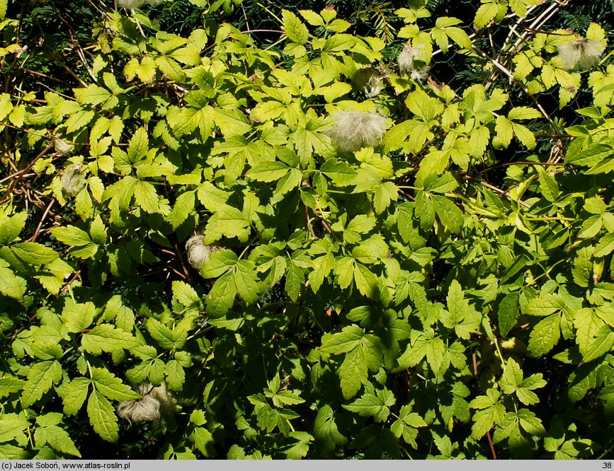 Clematis alpina ssp. sibirica (powojnik syberyjski)