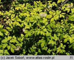 Clematis alpina ssp. sibirica (powojnik syberyjski)