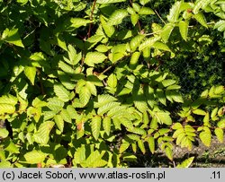 Ampelopsis megalophylla (winnik wielkolistny)