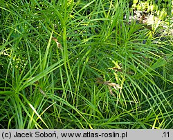 Carex muskingumensis (turzyca palmowa)