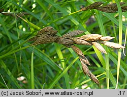 Carex muskingumensis (turzyca palmowa)