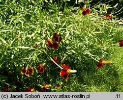 Ratibida columnifera (ratybida kolumnowa)
