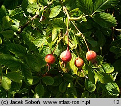 Rosa giraldii (róża Giralda)