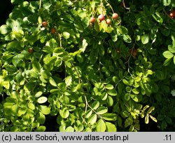 Rosa giraldii (róża Giralda)