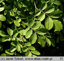 Rosa giraldii (róża Giralda)