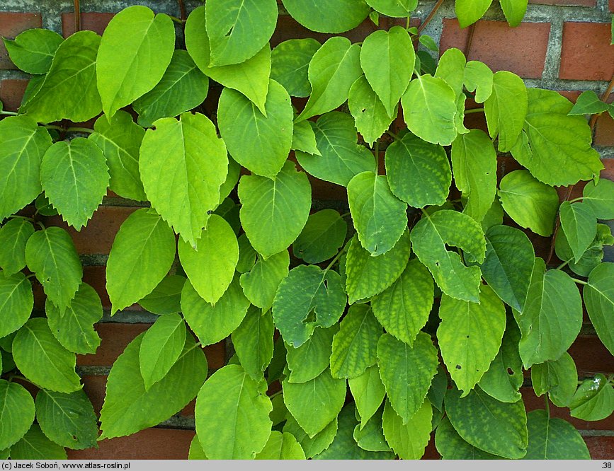 Schizophragma molle (przywarka miękka)