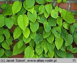 Schizophragma molle (przywarka miękka)