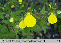 Calceolaria mexicana (pantofelnik meksykański)