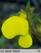 Calceolaria mexicana (pantofelnik meksykański)