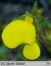 Calceolaria mexicana (pantofelnik meksykański)