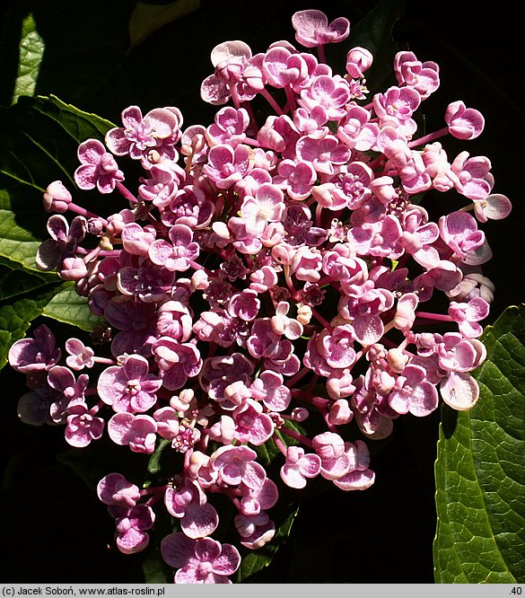 Hydrangea macrophylla Ayesha