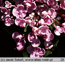 Hydrangea macrophylla Ayesha