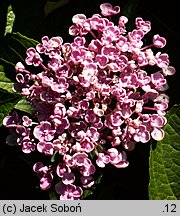 Hydrangea macrophylla Ayesha