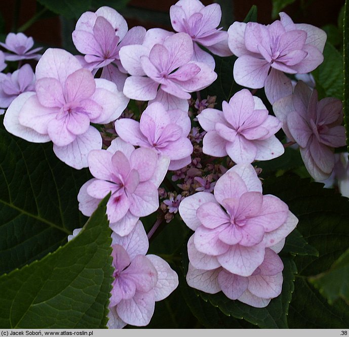 Hydrangea macrophylla Jögasaki