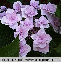 Hydrangea macrophylla Jögasaki