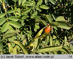 Rosa banksiopsis