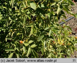 Rosa banksiopsis