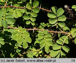 Rosa prattii