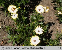 Osteospermum ecklonis Lemon Symphony