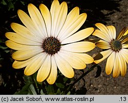 Osteospermum ecklonis Lemon Symphony