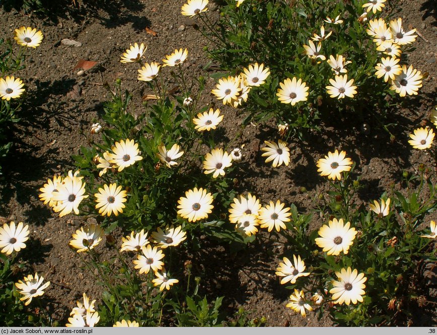 Osteospermum ecklonis Lemon Symphony