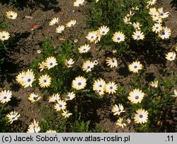 Osteospermum ecklonis Lemon Symphony