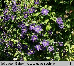 Clematis Viola