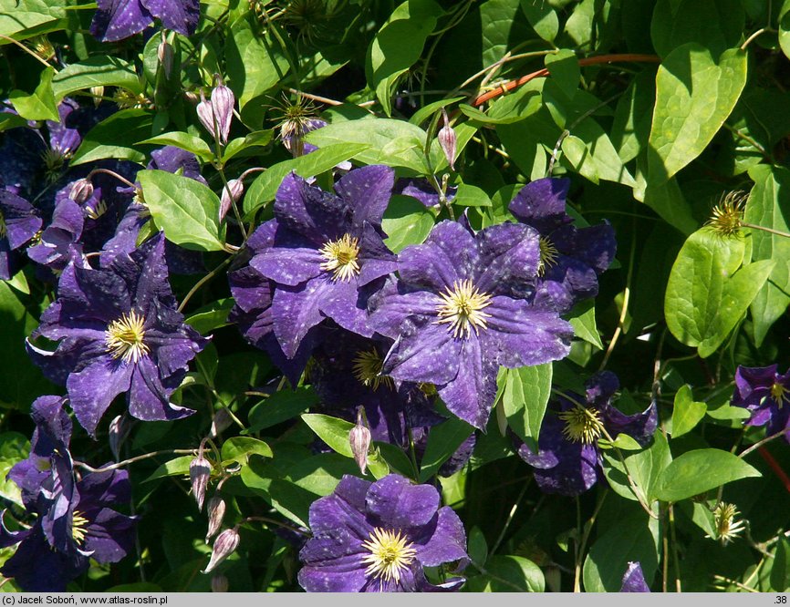 Clematis Viola