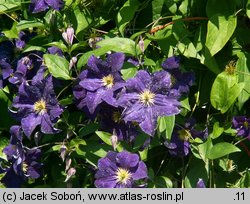 Clematis Viola