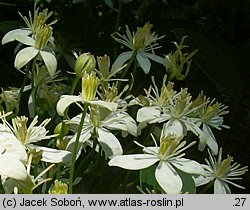 Clematis mandschurica (powojnik mandżurski)