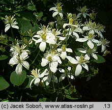 Clematis mandschurica (powojnik mandżurski)